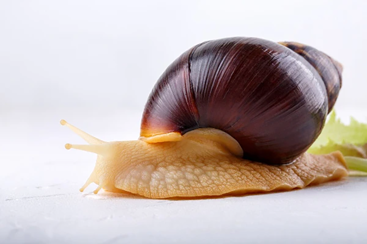 Snail Secretion Filtrate: Benefits and How It Works